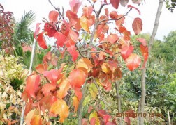 Pyrus calleryana 'Chanticleer' / Kínai díszkörte